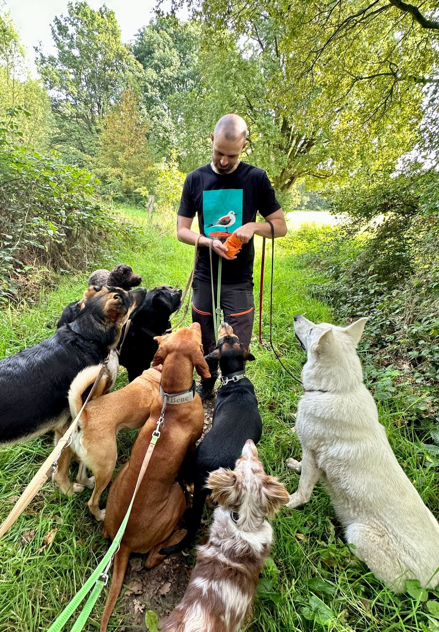 Mensch verteilt Leckerchen in Hundegruppe