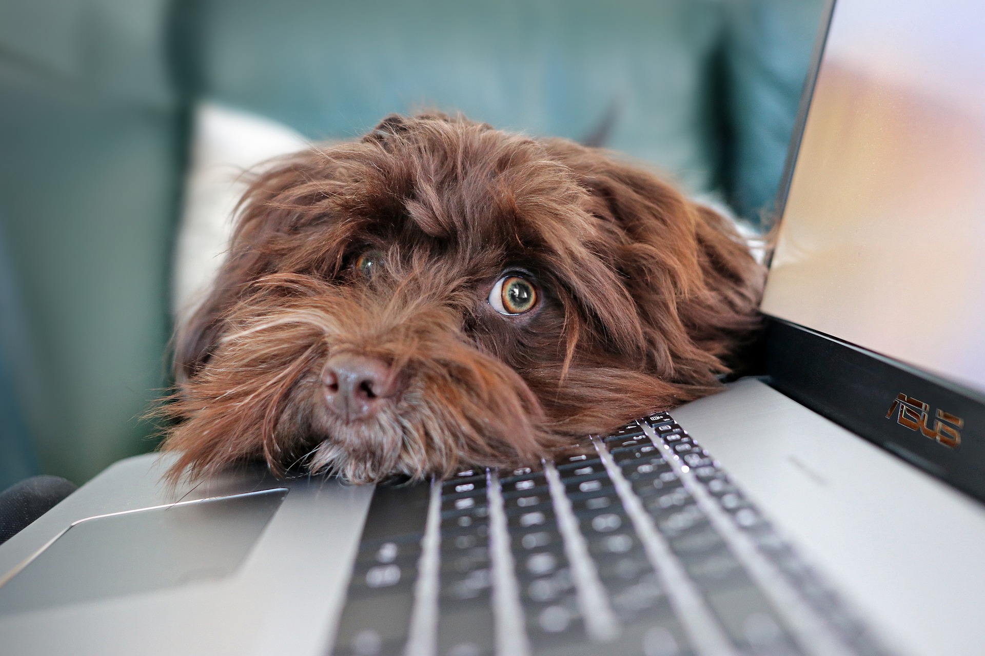 Hund legt Kopf auf Laptop ab