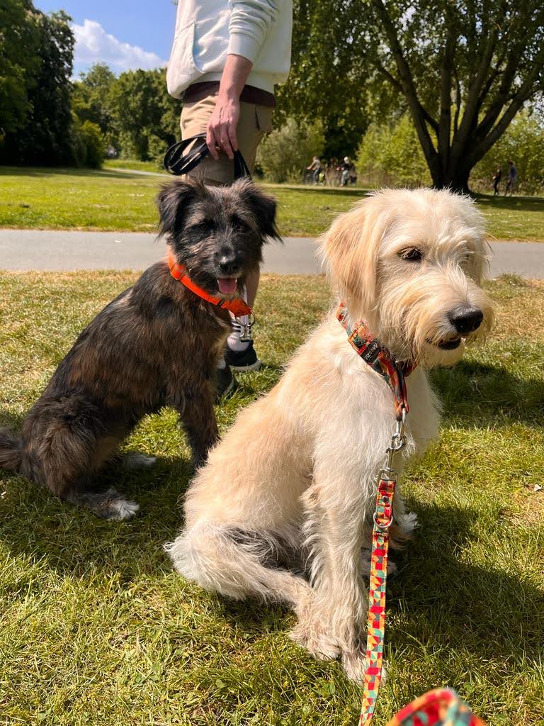 zwei Hunde sitzend auf einer Wiese