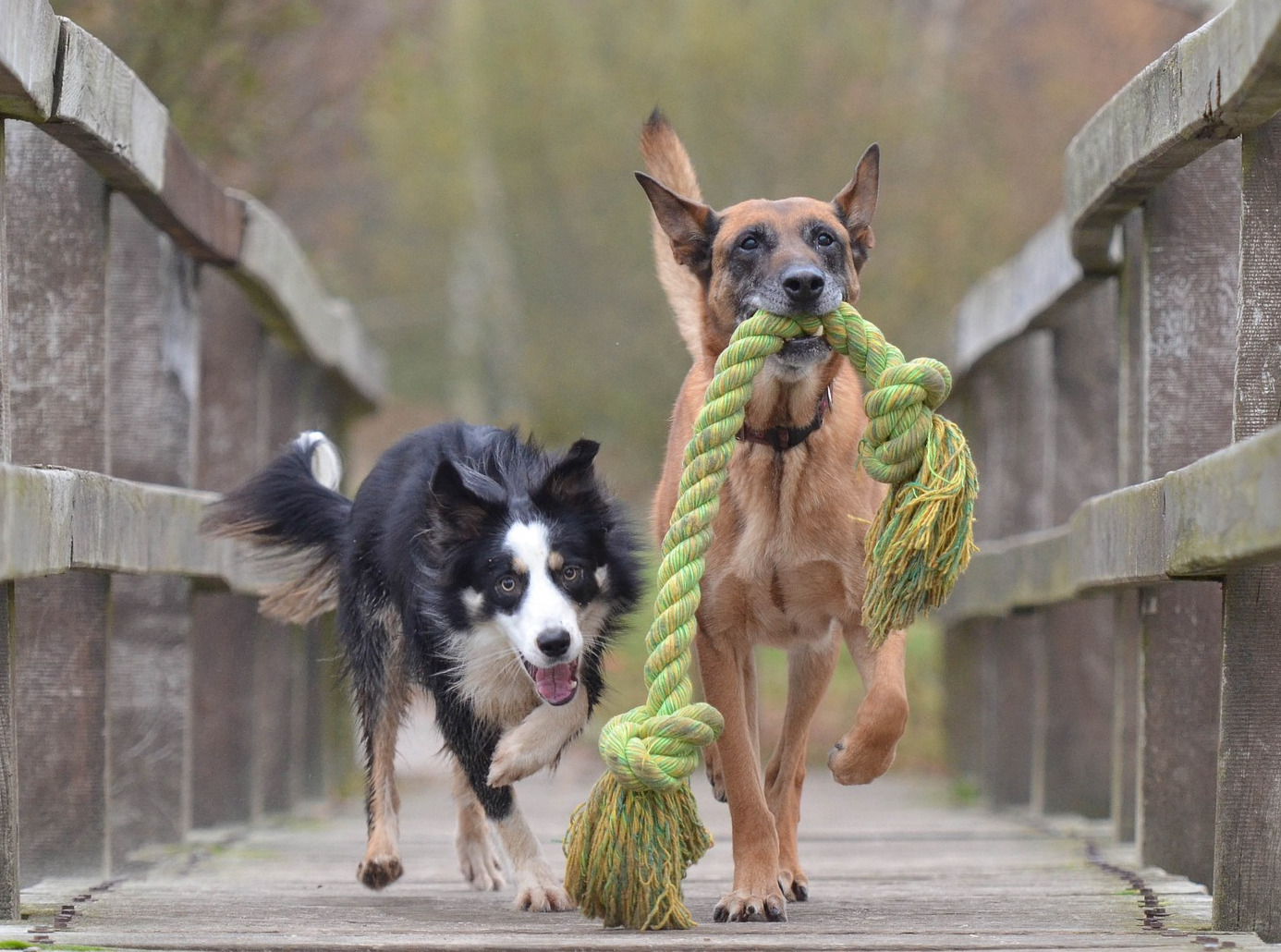 Zwei Hunde rennen über eine Brücke